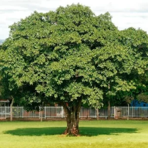 Muda de Canela Sombra