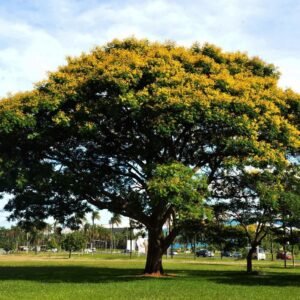 Sibipiruna Árvore de Sombra